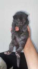 Kittens, Dieren en Toebehoren, Katten en Kittens | Overige Katten, Poes