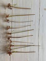 Parapluplant stekjes 10 stuks, Huis en Inrichting, Kamerplanten, Ophalen of Verzenden, Overige soorten, Minder dan 100 cm