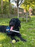 Wetterhoun x poedel, Dieren en Toebehoren, 1 tot 2 jaar, Teef, Eén hond, Nederland
