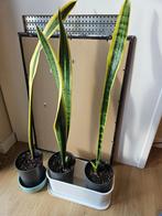 Vrouwentong stekjes - Dracaena trifasciata RUILEN MAG OOK, Huis en Inrichting, Kamerplanten, Ophalen, Overige soorten, Halfschaduw