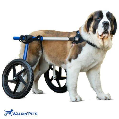 Gezocht: Honden rolstoel LARGE Walkin' Wheels/Walkin' Pets, Dieren en Toebehoren, Honden-accessoires, Gebruikt, Ophalen