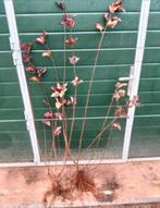 physocarpus opulifolius diabolo, Ophalen, Overige soorten, Minder dan 100 cm