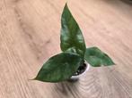 Alocasia Simpo, Huis en Inrichting, Kamerplanten, Ophalen of Verzenden, Overige soorten, Minder dan 100 cm