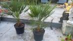 Chamaerops humilis  Europese dwergpalm, Ophalen, Vaste plant, Overige soorten, Volle zon