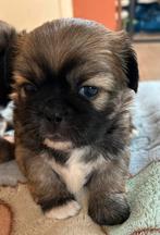 Pekingees pups, 8 tot 15 weken, CDV (hondenziekte), Meerdere, Meerdere dieren
