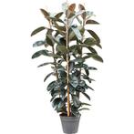 Ficus Elastica 'abidjan' - Rubberplant g47437, Tuin en Terras, Planten | Bomen, Ophalen of Verzenden