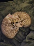 2 lieve schattige bengaals broertjes opzoek naar gouden nest, Dieren en Toebehoren, Katten en Kittens | Overige Katten, Kater