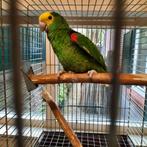 Jonge Amazone-papegaai., Dieren en Toebehoren, Vogels | Parkieten en Papegaaien, Papegaai, Vrouwelijk, Tam