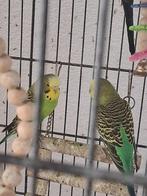 te koop 3x groen parkiet pop 2024, Dieren en Toebehoren, Vogels | Parkieten en Papegaaien, Vrouwelijk, Parkiet