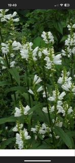 Physostegia virginiana “Summer Snow’-, Overige soorten, Volle zon, Vaste plant, Ophalen of Verzenden