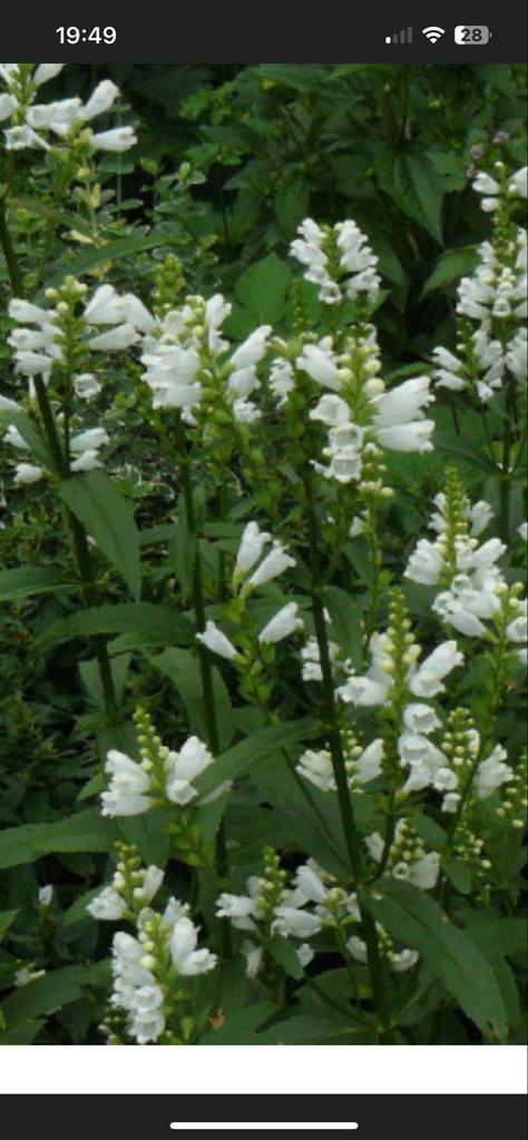 Physostegia virginiana “Summer Snow’-, Tuin en Terras, Planten | Tuinplanten, Vaste plant, Overige soorten, Volle zon, Zomer, Ophalen of Verzenden