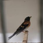 Keep vink man, Mannelijk, Kleurkanarie