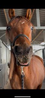 Verzorgpony aangeboden (omgeving Hoogezand)!, Dieren en Toebehoren, Ophalen, Overige soorten