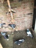 Turkse takla.s div kleuren, Meerdere dieren