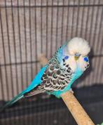 Engelse parkiet man, Dieren en Toebehoren, Vogels | Parkieten en Papegaaien, Mannelijk, Parkiet, Geringd