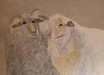 Mooi doek 2 schapen. Acrylverf/80x120, Ophalen of Verzenden