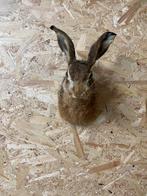 Opgezette kop haas., Verzamelen, Dierenverzamelingen, Ophalen of Verzenden, Wild dier, Opgezet dier