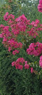 Lagerstroemia Indica, Tuin en Terras, Planten | Tuinplanten, Volle zon, Vaste plant, Zomer, Ophalen