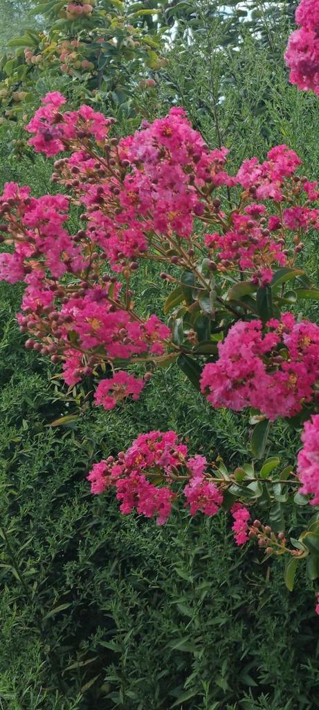 Lagerstroemia Indica, Tuin en Terras, Planten | Tuinplanten, Vaste plant, Overige soorten, Volle zon, Zomer, Ophalen