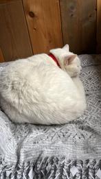 Katten, Dieren en Toebehoren, Kater, Gechipt, 6 jaar of ouder