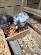 Rhode island red 4 kuikens, Dieren en Toebehoren, Pluimvee, Meerdere dieren, Kip