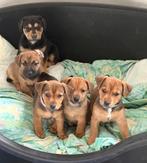 Lieve puppy's, Dieren en Toebehoren, Honden | Niet-rashonden, CDV (hondenziekte), 8 tot 15 weken, Meerdere, Meerdere dieren