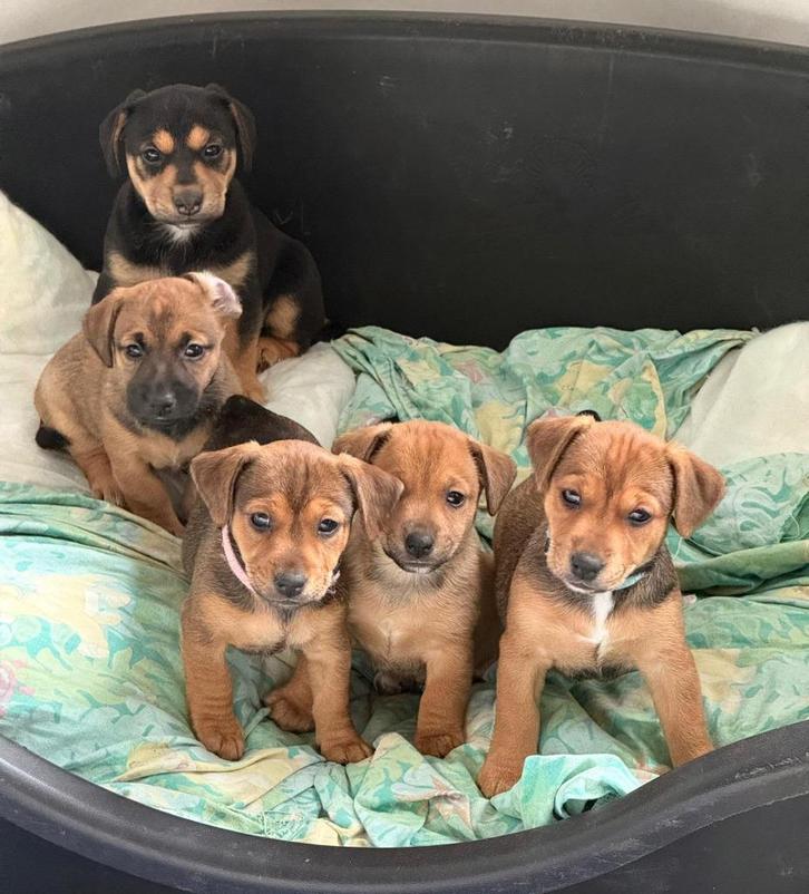 Lieve puppy's, Dieren en Toebehoren, Honden | Niet-rashonden, Middel, Meerdere dieren, Particulier, Meerdere, Nederland, 8 tot 15 weken