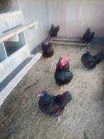 Broed eieren van barnevelder goud gezoomd kriel, Dieren en Toebehoren, Pluimvee, Geslacht onbekend, Kip