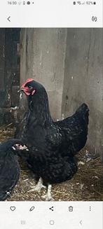 Australorp hen, Vrouwelijk, Kip