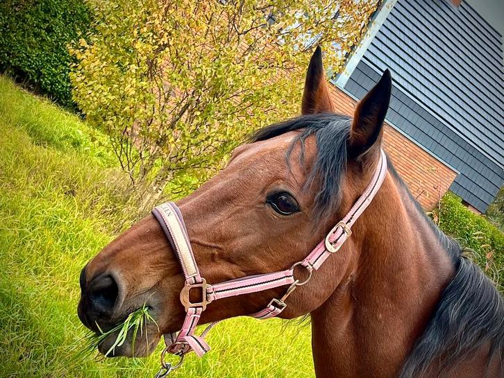 gezocht pensioen/ recreatie plek paard, Dieren en Toebehoren, Stalling en Weidegang, Stalling, Weidegang, 2 of 3 paarden of pony's