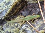 Phelsuma Robertmertensi 0.2.2, Dieren en Toebehoren, Reptielen en Amfibieën, 0 tot 2 jaar
