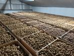Aardappelen: Frieslanders, Bildtstar, Nicola, Agria, Ophalen
