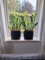 2 zwarte bloempotten + planten., Ophalen, Gebruikt, Binnen, Aardewerk