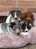 De knapste en liefste Jack Russell pups, Rabiës (hondsdolheid), Jack Russell Terriër, 8 tot 15 weken, Meerdere dieren
