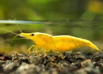 Yellow neon fire backline garnalen | Neocaridina shrimps beschikbaar voor biedingen