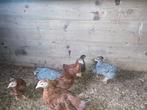 Jonge Amrock hanen - groot ras, Dieren en Toebehoren, Mannelijk, Kip
