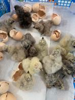 EENDAGS KUIKENS usa zijdehoen 14/15 mei voor onder de hen, Geslacht onbekend, Kip