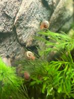 Kleine roze/transparante posthoorn slakken, Dieren en Toebehoren, Slak of Weekdier