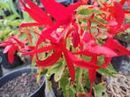 Verse Zaden begonia groovy red, Ophalen of Verzenden, Volle zon