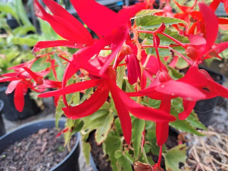 Verse Zaden begonia groovy red, Tuin en Terras, Bloembollen en Zaden, Volle zon, Ophalen of Verzenden