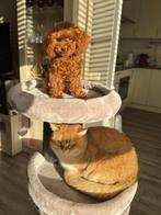 Toy poodle, Dieren en Toebehoren, Honden | Chihuahua's en Gezelschapshonden, Poedel, 15 weken tot 1 jaar, Reu, Eén hond