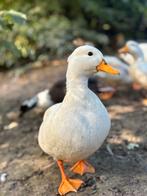 Hollandse kwakers, wit en wildkleur, Dieren en Toebehoren, Pluimvee, Meerdere dieren, Eend