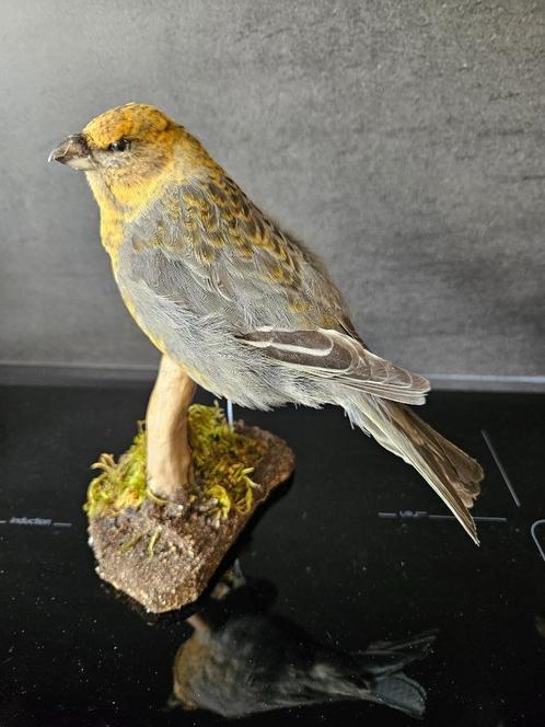 prachtige nieuw opgezette haakbek, Verzamelen, Dierenverzamelingen, Nieuw, Opgezet dier, Vogel, Verzenden