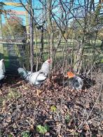 Twentse hoenders/ twents hoen, Dieren en Toebehoren, Pluimvee, Mannelijk, Kip