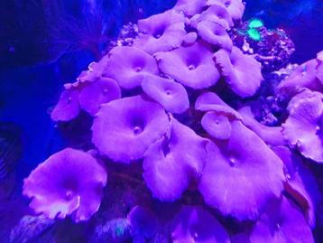 koraal blauwe oren Discosoma beschikbaar voor biedingen