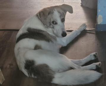 huisdieren oppas aan huis tijdens vakantie beschikbaar voor biedingen