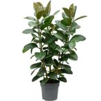 Ficus Elastica 'robusta' - Rubberplant g28143, Ophalen of Verzenden