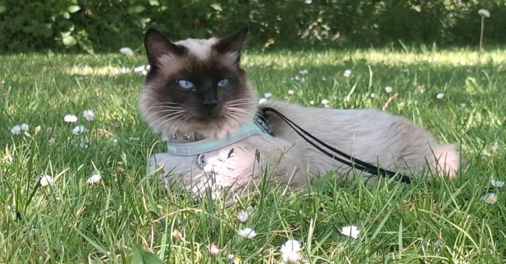 Balinese Siamees Langhaar *Seal-Point* (DEKKATER) RASZUIVER, Dieren en Toebehoren, Katten en Kittens | Raskatten | Langhaar, Kater