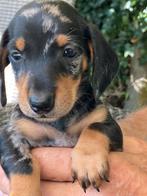 Kaninchen/ dwergteckel pups reutje, Dieren en Toebehoren, Honden | Teckels en Dashonden, Reu, 8 tot 15 weken, Korthaar, Dwerg