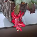 Spontane vrolijke vrouw 40- 60, Contacten en Berichten